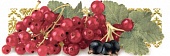 Декор Tutti Frutti Ribes (красная смородина) 10*30 (1кор/22шт)